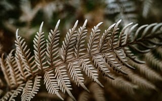 Картинка папоротник, растение, природа, листья, зелень, фото, обои