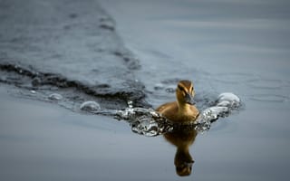 Картинка утка, вода, природа, плавание, отражение, пейзаж, животные