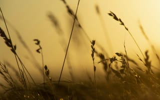 Картинка трава, закат, природа, пейзаж, свет, лето, фон
