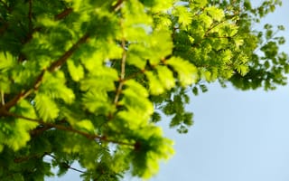 Картинка листья, дерево, природа, зелень, лето, небо, фото