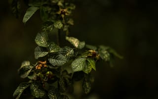 Картинка листья, растение, природа, темный, фото, обои, зелень
