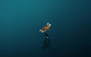 Картинка насекомое, водная поверхность, природа, микромир, отражение, синий, макро