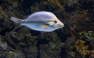 Картинка рыба, океан, подводный мир, аквариум, морская жизнь, природа, животные