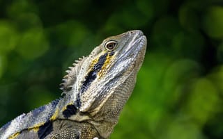 Картинка ящерица, природа, рептилия, животное, зеленый, фото, пейзаж