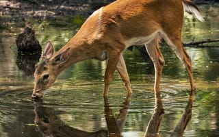 Картинка олень, природа, вода, отражение, лес, животные, пейзаж