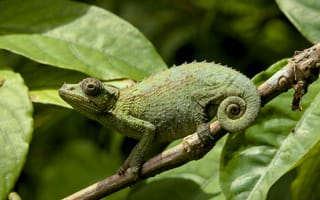 Картинка хамелеон, природа, зеленый, животное, листья, ветка, экзотика
