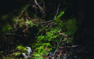 Картинка мох, природа, лес, зелень, растения, текстура, фотография