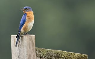 Картинка птица, синий, природа, фото, обои, животные, пейзаж