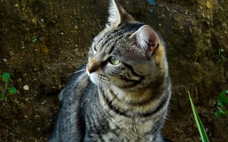 Картинка кот, животное, природа, питомец, мягкий, глаз, шерсть