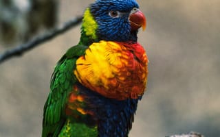 Картинка попугай, яркий, птица, природа, цветной, животное, ветка