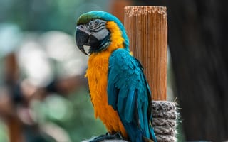 Картинка попугай, животные, природа, цветной, экзотика, птицы, фото