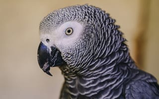 Картинка попугай, серый, птица, профиль, животное, природа, красота