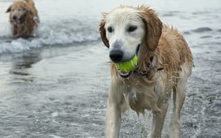 Картинка собака, пляж, вода, игрушка, золотистый, лето, друзья