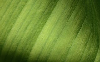Картинка листья, зелень, природа, текстура, освещение, фоновое, растение