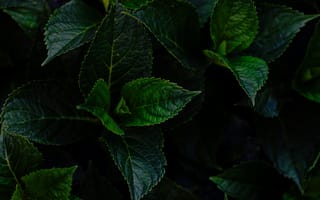 Картинка листья, зелень, природа, фон, растения, темный, текстура