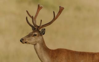 Картинка олень, природа, животные, пейзаж, дикие животные, фотография, мягкий свет