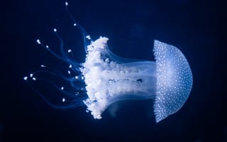Картинка медуза, океан, глубина, прозрачный, красота, водный мир, животные
