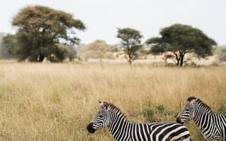Картинка зебры, природа, африка, пейзаж, животные, трава, деревья