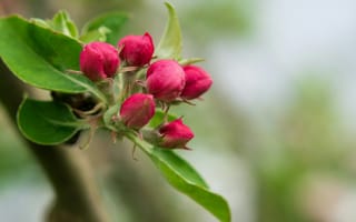 Картинка цветы, почки, природа, растения, весна, красный, листья