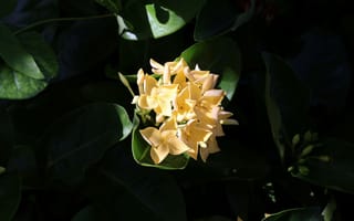 Картинка цветы, желтые, растения, природа, листья, красота, обои