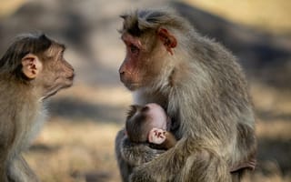 Картинка обезьяны, семья, природа, животные, младенец, взаимодействие, пейзаж