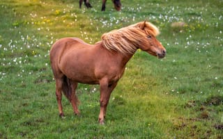 Картинка лошадь, природа, пейзаж, трава, животные, лето, поля