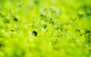Картинка пузырьки, зелёный, макро, текстура, природа, вода, фоновое