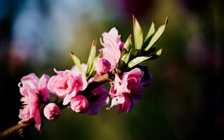 Картинка цветы, природа, розовый, весна, красота, растение, фотография