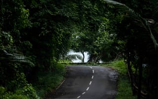 Картинка дорога, природа, зелень, лес, пейзаж, путь, отдых