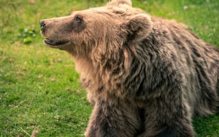 Картинка медведь, природа, животные, зеленый, лес, дикие животные, фотография