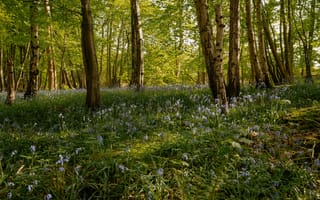 Картинка лес, цветы, природа, деревья, пейзаж, зелень, свет