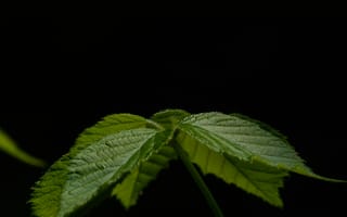 Картинка листья, природа, зелень, растение, фото, обои, темный фон