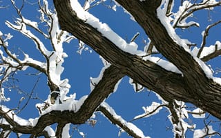 Картинка дерево, снег, зима, небо, природа, пейзаж, ветви