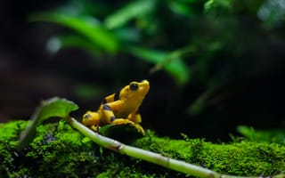 Картинка лягушка, природа, зеленый, мох, животные, тропики, фото, макро, экзотика, жизнь