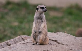 Картинка сурикат, животное, природа, камень, стая, фотография, дикие животные
