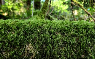 Картинка мох, природа, лес, зелень, растительность, фото, обои