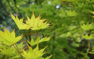 Картинка листья, природа, зелень, дерево, освежающий, лето, фото