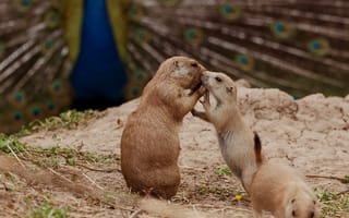 Картинка животные, природа, петух, взаимодействие, молодежь, друзья, пейзаж