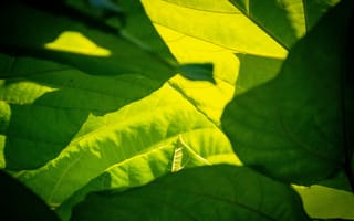 Картинка листья, зелень, природа, освещение, фоновое, текстура, растительность