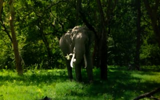 Картинка слон, природа, лес, животные, зеленый, дикая природа, фотография