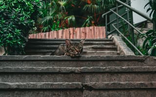 Картинка кот, лестница, природа, растения, домашний питомец, пейзаж, спокойствие