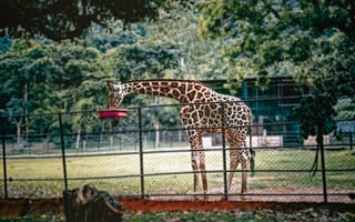 Картинка жираф, животные, природа, зоопарк, фотография, пейзаж, зелень