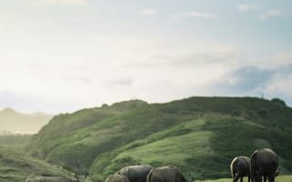 Картинка природа, животные, буйволы, пейзаж, трава, горы, небо