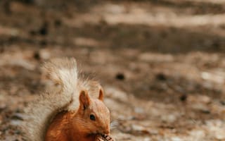 Картинка белка, природа, лес, животные, еда, фото, осень