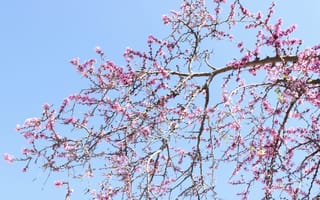 Картинка цветы, весна, дерево, небо, розовый, природа, пейзаж