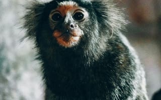 Картинка обезьяна, животные, природа, питомцы, фото, млекопитающие, дикие животные