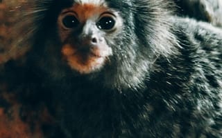 Картинка обезьяна, животное, природа, питомец, млекопитающее, фото, дикие животные