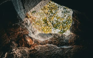Картинка паутина, природа, свет, камень, окно, лес, освещение