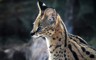 Картинка серваль, дикие животные, кот, природа, профиль, птицы, фото дикой природы