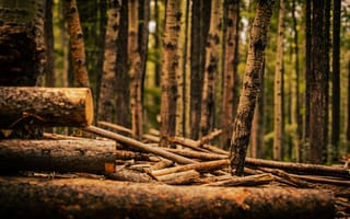 Картинка лес, деревья, пейзаж, природа, древесина, осень, текстура